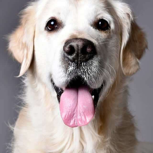 Glad golden retriever med tungan ute, fotograferad i studio mot grå bakgrund